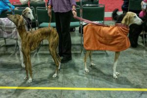 Two Greyhounds with their back facing each other