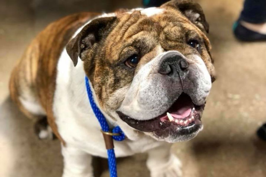 Black-and-brown bulldog smiling up at the camera