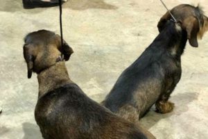The back of two medium-sized black dogs on a leash