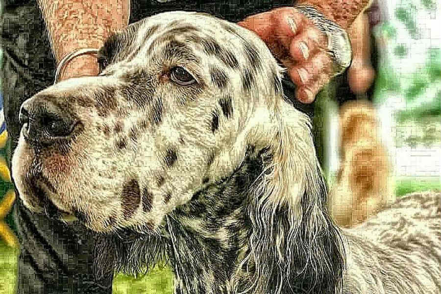 A close-up of a speckled grey and white dog being petted by a person, focusing on the canine's head and the human hands.