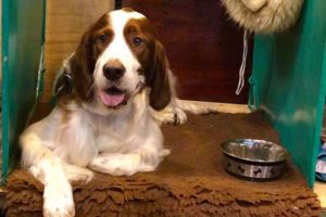 Brown-and-white English Springer Spaniel sitting on a brown rug with a metal food bowl beside it