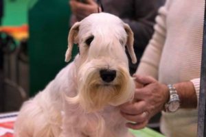 White Sealyham terrier sitting near a person wearing a cream-colored sweater