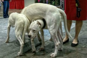 Three white dogs playing around with each other