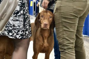 Brown Chesapeake Bay Retriever standing in the middle of three people