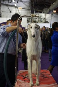 A medium white dog being groomed