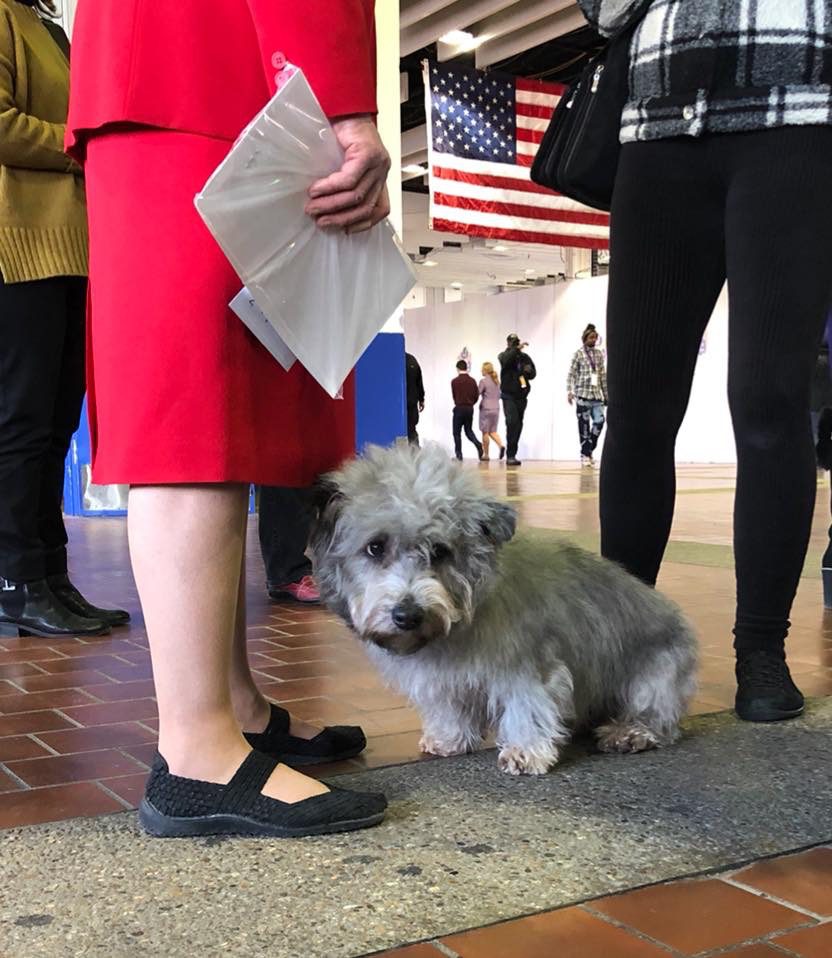 Fluffy grey Terrier shying away from people and nearing its handler who is dressed in a red suit dress