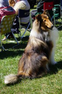 A shetland sheepdog sits attentively on grass at an outdoor event, with people seated on folding chairs in the background.
