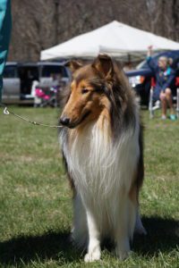 A rough collie dog stands on grass at an outdoor event, with people and tents visible in the background.