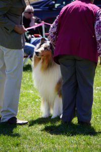 A collie dog sitting between two people at a sunny outdoor event, focusing attentively ahead.