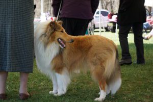 A sable rough collie standing on grass at a dog show, with people partially visible in the background.