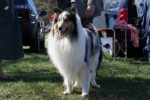 A shetland sheepdog stands on grass at a gathering, with cars and people partially visible in the background.