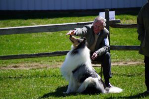 An elderly man sitting on a bench outdoors, petting a large, attentive collie dog in a sunny grassy area near a wooden fence.