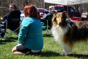 A woman kneeling on grass at an outdoor event, facing two people sitting in chairs, with a collie dog standing nearby.