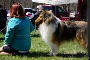 A woman sitting on the grass next to a long-haired collie at a park, with spectators in the background.