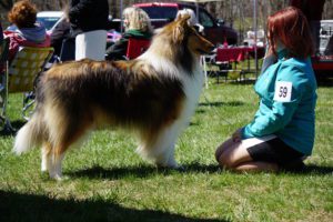 A woman kneels beside a shetland sheepdog at an outdoor dog show, wearing a blue jacket with the number 59, with spectators in the background.