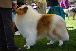 A fluffy collie standing on grass at a dog event, surrounded by people and other dogs.