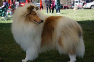 A fluffy collie dog standing on grass at a park with people and vehicles in the background.