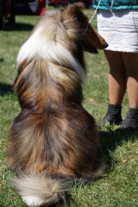 A shetland sheepdog seen from behind, sitting on grass, with a focus on its thick, multicolored fur. a person in a skirt stands beside the dog, partially visible.