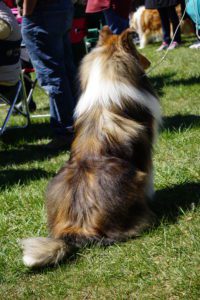 A shetland sheepdog sits on grass facing away from the camera, surrounded by people at an outdoor event.