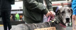 A dog wearing a sign labeled "patience" with its leash held by a person in a crowd on a city street.
