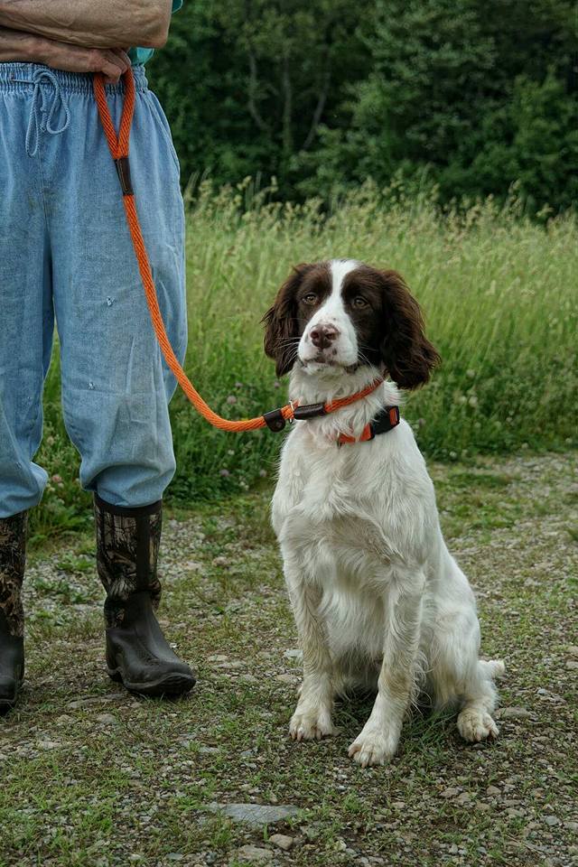 A brown and white springer spaniel sits obediently on a gravel path, wearing a red collar and leash held by a man standing beside it in camo pants and rubber boots.