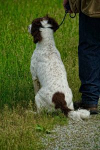 A springer spaniel sitting on grass beside a person, who is holding its leash, both focusing on something out of frame.