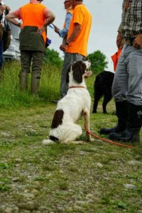 A dog sits on grass, looking up at a group of people in orange vests. the people appear to be gathered outdoors, possibly during a hunting or outdoor event.