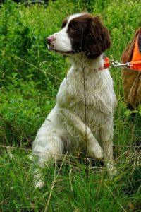 A brown and white springer spaniel sitting in long green grass next to an orange backpack, looking to the side.