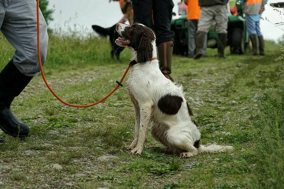 A springer spaniel on a leash sits on a gravel path, looking up eagerly, with people in colorful attire blurred in the background.