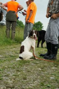 A springer spaniel sitting on grass, looking at the camera, surrounded by people in orange vests and boots.