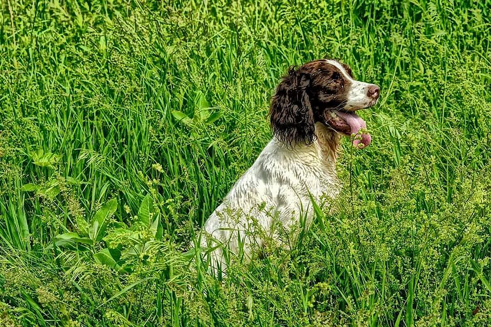 A brown and white springer spaniel sitting in tall green grass, panting with its tongue out.