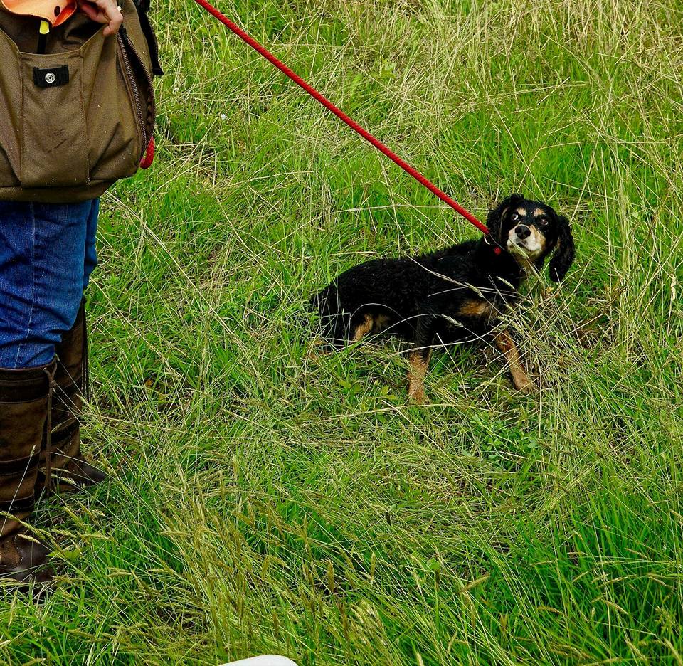 A black and tan dog on a red leash looks up while lying in tall grass, with a person standing next to it partially visible on the left.