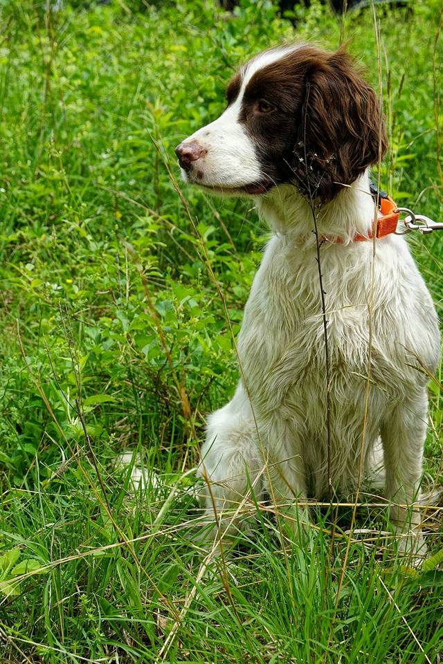 A springer spaniel sits in a green grassy field, focusing intently to the left, with a leash attached to its orange collar.