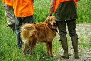 Two people in orange and green outdoor gear patting a happy golden retriever in a grassy field.