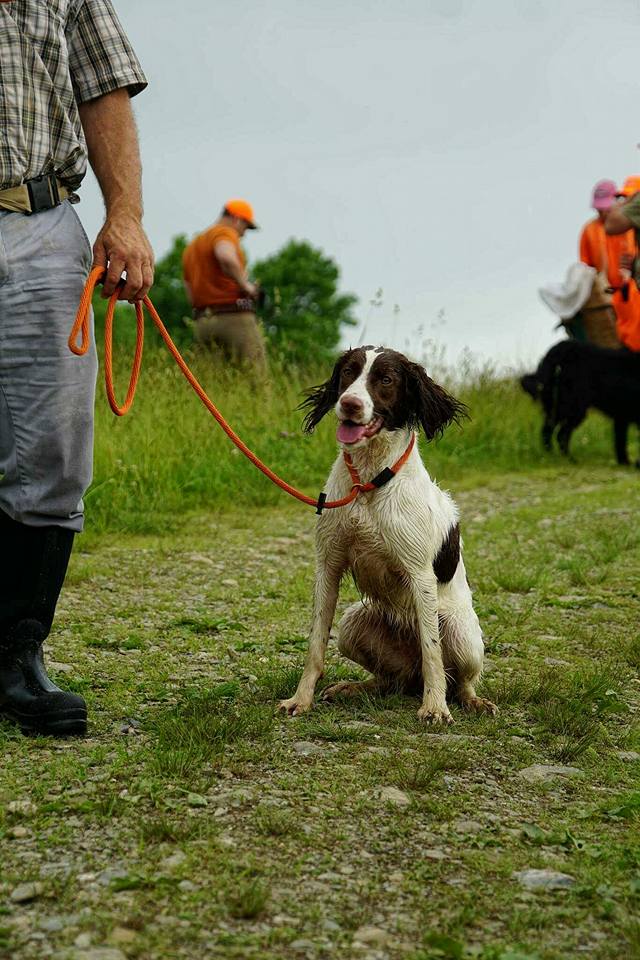 A man holding a leash with a lively brown and white dog sitting on a gravel path, with people in orange vests visible in the background.