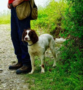 A springer spaniel dog stands on a trail, partially muddy, next to a person in jeans and red shirt holding a bag.