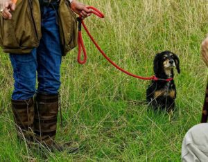 A person standing in a grassy field holding a red leash attached to a small black and brown dog, which is sitting and looking up at them.