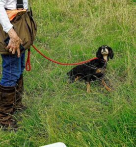 A small black and tan dog on a red leash looks up at an elderly person standing in a grassy field, partially shown with a strap bag and boots.