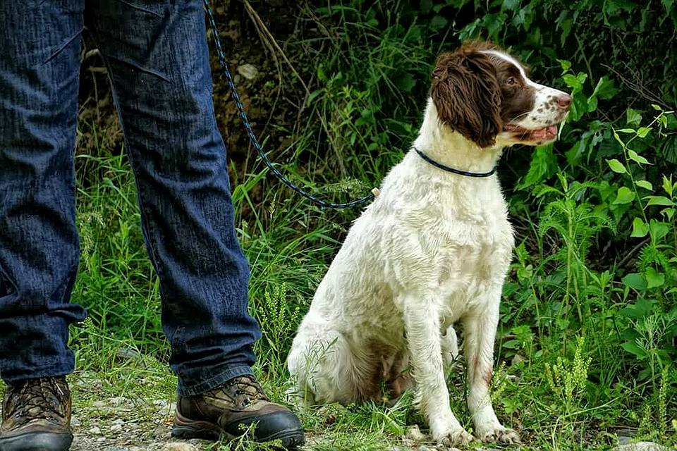 A dog on a leash sits attentively next to a person's legs clad in jeans and hiking boots, in a green, leafy outdoor setting.