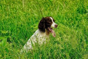 A brown and white spaniel dog standing in tall green grass.