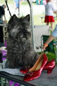 A cairn terrier sitting next to red sequined shoes on a grooming table at a busy dog show.