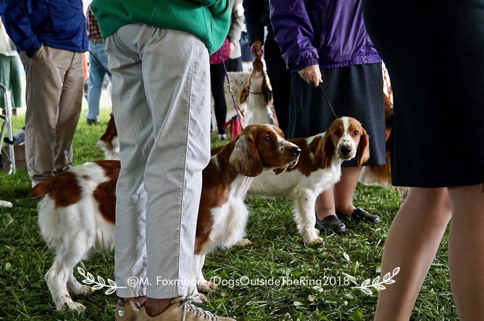 Northwestern Connecticut Dog Club Inc. Dog Show in Goshen CT