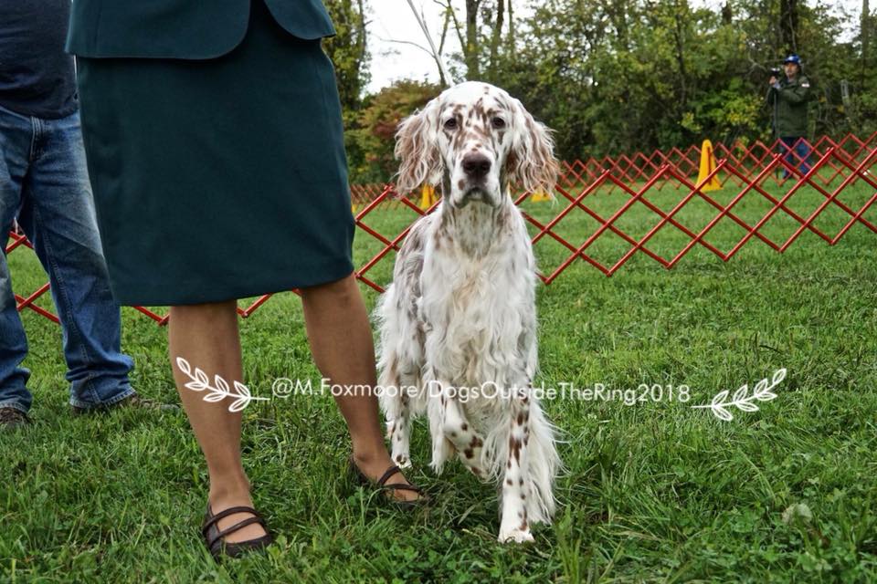 Northwestern Connecticut Dog Club Inc. Dog Show in Goshen CT