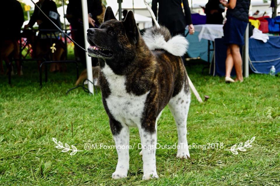 Northwestern Connecticut Dog Club Inc. Dog Show in Goshen CT