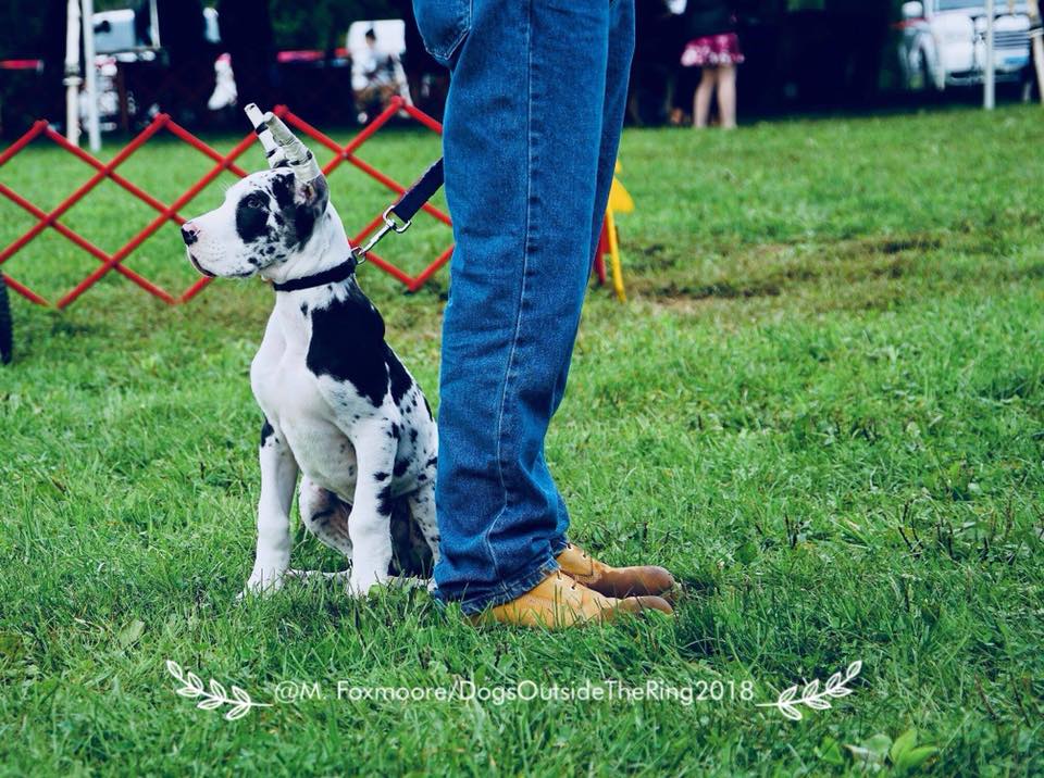 Northwestern Connecticut Dog Club Inc. Dog Show in Goshen CT