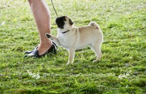 A pug dog stands on grass beside a person's legs, facing left, with a leash attached to its collar, at a dog show.