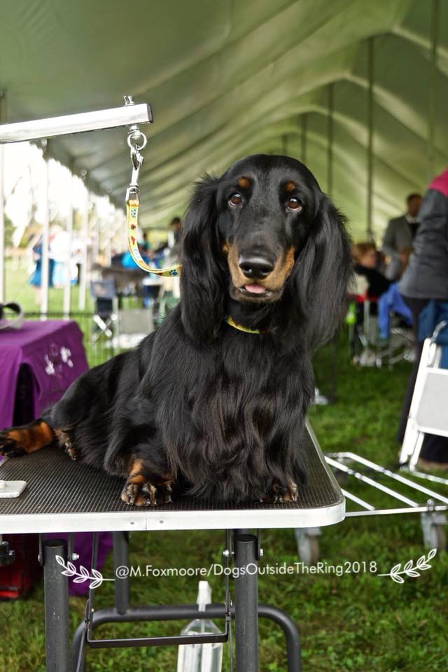 Northwestern Connecticut Dog Club Inc. Dog Show in Goshen CT