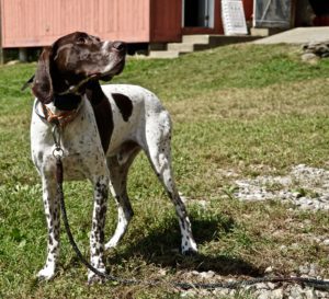 A brown and white spotted dog with a collar and leash standing on grass, looking to the side with a red building in the background.
