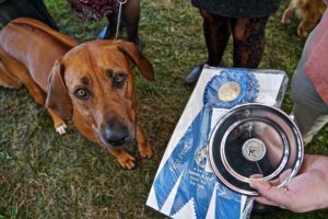 A large brown dog looks at the camera while standing next to a person holding a silver prize bowl and a blue ribbon at a dog show.