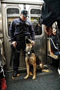 A police officer in a subway car with a badge and a cap marked "ny" stands next to a german shepherd wearing a harness, attentively interacting with each other.